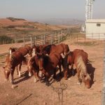 Bezares 19 IMG 20171013 120941