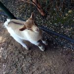 Bezares 16 IMG 20180601 123644