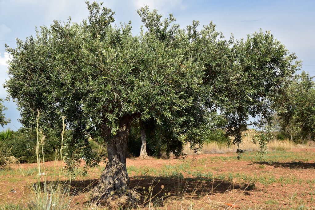 olive tree 3662627 1280