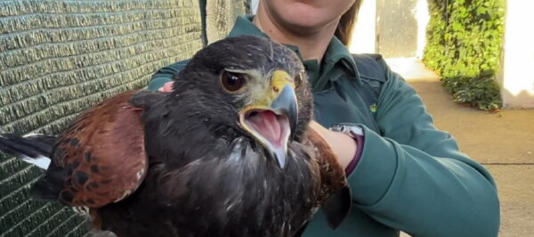 aguila
